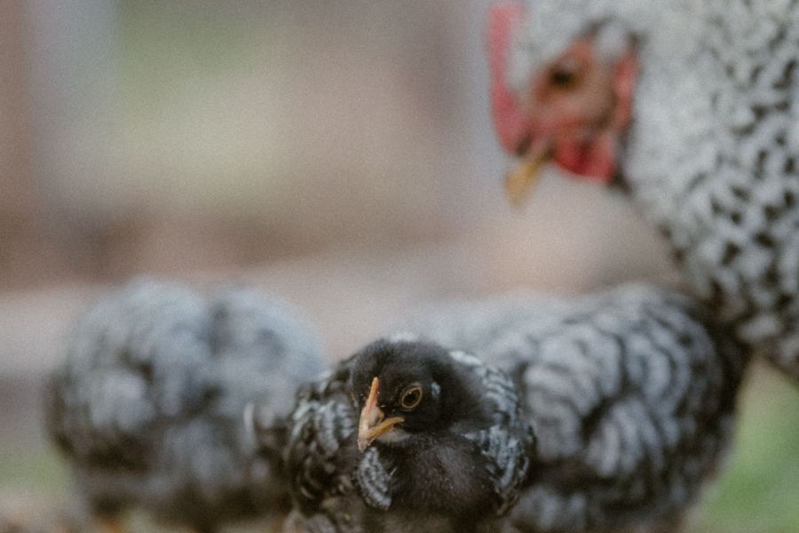 A hen with her chicks