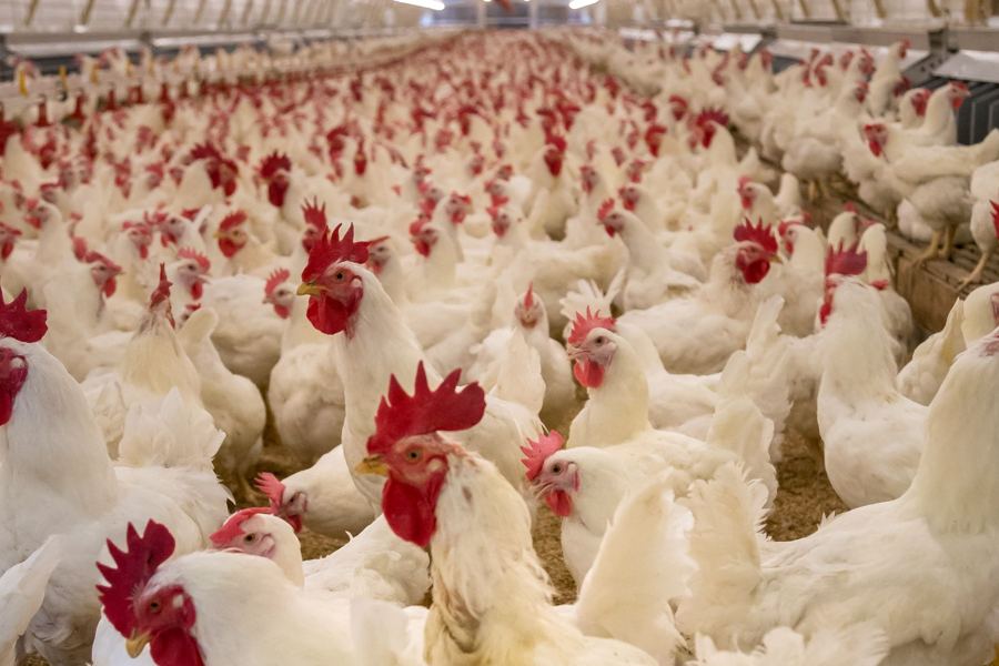 White broiler chickens in a farm