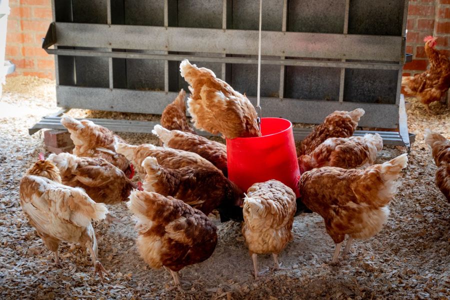 Brown laying hens around a feeder