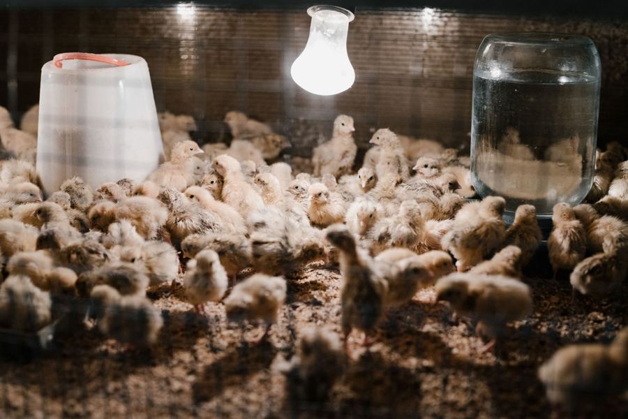Young chicks under a heat lamp