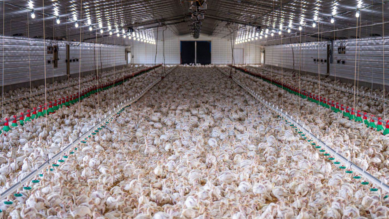 A large modern poultry shed full of chickens